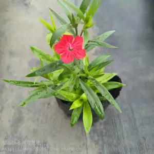 成都石竹批发 美国石竹 苗木网石竹价格 石竹苗木供应 名川园艺场大量批发灌木草花石竹 四川绿化石竹