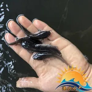 ǯ�������ֱ�� ��ˮ���������������۸��ȶ� ���������ȶ�