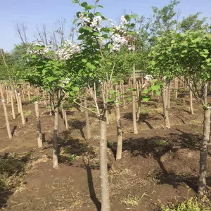 6公分丁香 耐瘠薄丛生丁香基地报价
