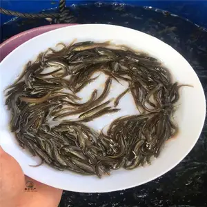 �������Ǹ���̨̬�������� �߲��������� ��������