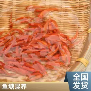 港发水产 鲤鱼苗 建鲤鱼苗 耐水质波动 荒塘浅水塘粗放养殖种苗