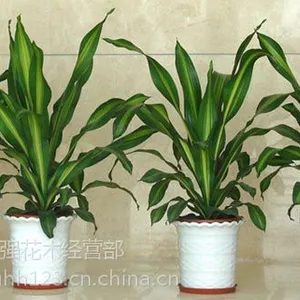 常州绿化养护,价格低品种优、是您理想的选择