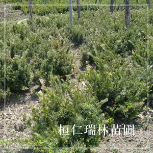 东北红豆杉苗，东北红豆杉树苗