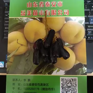 1��޽ӽ���ָ������ ����ָ������Ʒ�ֽ���