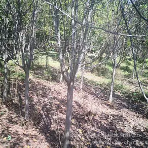 ���ۡ������� �� ��������С�硿6����7����8����10���ֺ��Ļ�