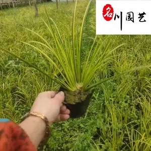 四川金叶菖蒲苗圃基地 水生植物金叶菖蒲批发 花境花坛布景 湿地湖边绿化 量大从优