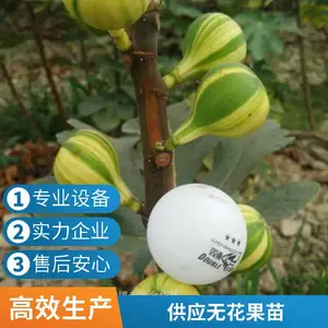 无花果苗果个较大 果皮后韧 抗旱耐严寒 丰产易成活管理简单