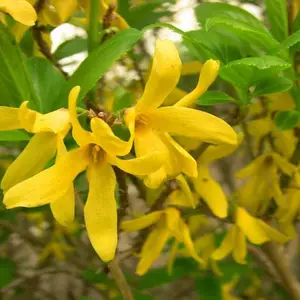 河北连翘苗,黄石连翘苗价格,河南二年连翘苗***格=连翘苗种植时间