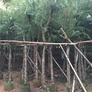 海南红千层种植户 海口串钱柳批发商提供***红千层价格动态