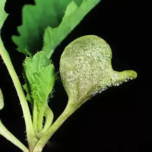 ��ʱ��˪ù��***����ֱ�����ﾭ���������ð�ȫ-0.5%��������ˮ��