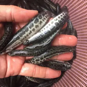 黑鱼苗生鱼苗杂交斑乌鱼苗