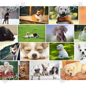 盘龙区宠物销售 昆明顿巴犬业供应