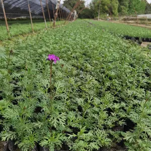 美女樱 产地美女樱供应 美女樱双色杯图片 四川地被草花基地
