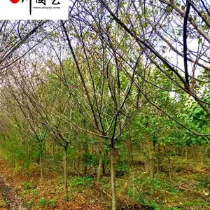 �ɶ���˿���Ĺ�Ӧ-���κù���-��԰ͥԺ�̻���ľ-8���ִ�˿���ļ۸�