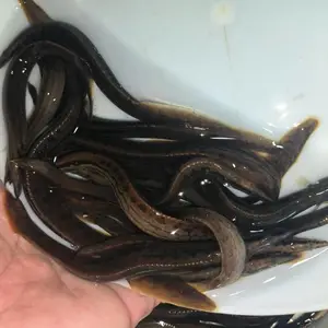 淡水繁殖 广东刺鳅鱼 刀鳅鱼鱼苗 高成活率