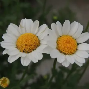 北京绿鑫花种白晶菊