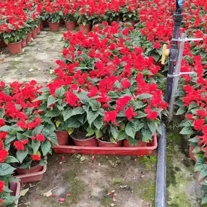 һ�������|һ���칤����15���׸�|һ����������ֲ
