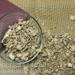 防风种子基地批发
