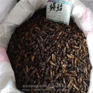 野生蝼蛄多少钱一斤 蝼蛄哪里购买 蝼蛄的药用价值