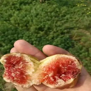 �����޻������� ��Ʒ���г��� ˧����ľ ����ֱ�� 5�����޻�����