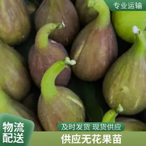特色农业波姬红 斯特拉无花果苗无花果苗 抗寒耐旱 免费提供技术