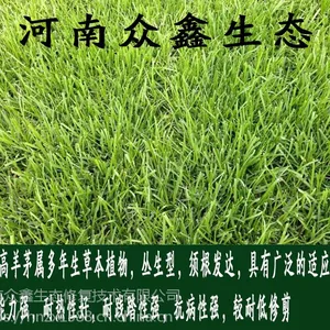 �����人��ƺ���ӱ��»������Ӹ���é