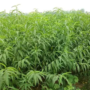 桃苗-新泰超越苗木合作社-桃苗小苗价格