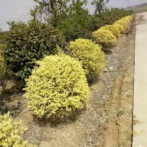 苗圃出售变色女贞 工程绿化色块苗 花坛花镜街道配植