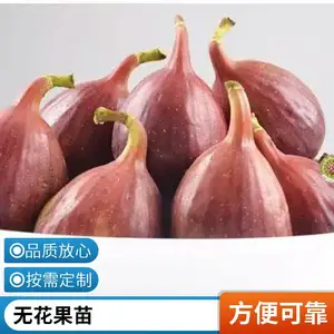 �޻����� ������� ����Ʒ�� �������Ͻ�� �޻�������