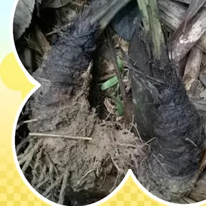 彝山香全年批发大叶仙茅根干品中药材大地粽根猴子背巾