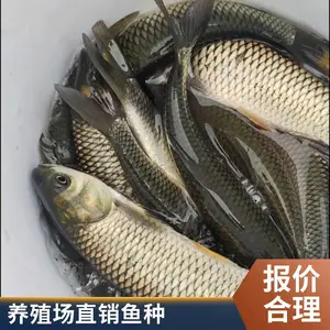 10cm以上草鱼水花山西大同朔州草鱼苗鲤鱼鱼苗养殖场直供