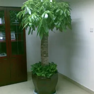 北京花卉租赁公司怡霖园艺