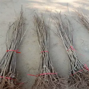 ����һ��ӣ���� ����ӣ���� �����õ��̼� ˧������ �۸�����
