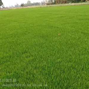 混播草坪价格 成都混播草坪批发 成都草坪种植基地 混播草坪图片及报价