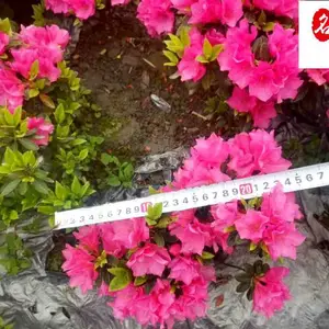 基地出售杜鹃杯苗 四川杜鹃工程苗批发 工程园林绿化花卉 杜鹃批发价格