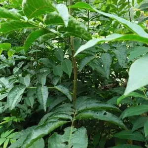 供应***青钱柳1米高小苗木价格【金钱柳种植技术、江西碧青苗木基地】