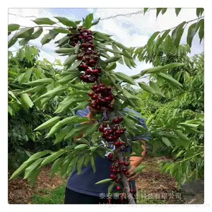 ��ũ ����˹8��ӣ���� ���˴�ӣ������������ֲ�������