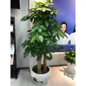 松江区虎尾兰租赁 欢迎来电 上海鑫武景观绿化供应
