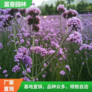 ��Ҷ���޲�Ӫ���� ��ɫ����С�绨�����۽����޸�����