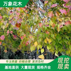��·�̻�ľ���� ������԰��ֲ�� ͥԺ�쾰������ֲ�� �е���