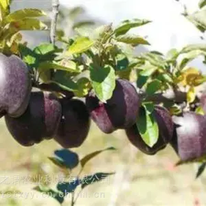 ƻ��������������ƻ������Ӧ�̡�2����ƻ������