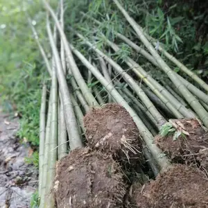 绿竹批发 刚竹 青竹 陕西竹子基地直发