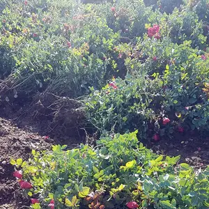 �̻���50�����¼����籨������