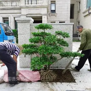 苏州别墅绿化 庭院景观绿化 别墅庭院花园设计 绿化苗木批发