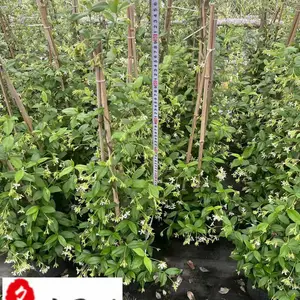 1-2米风车茉莉批发 成都风车茉莉基地批发 四季常绿浓香爬藤植物 墙体花架绿化