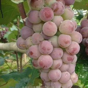 密光葡萄苗，早熟葡萄苗，春晖牌，抗性好，产量高，好管理，两年苗