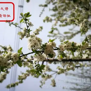 秦林大樱桃苗批发 秦林大樱桃苗品种有哪些