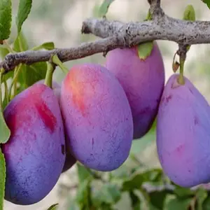 ��÷��۸� ʯ��ׯ��÷�����