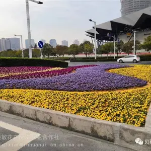 ��Ӧ��ҶС��***�� ��ҶС����ֲ����
