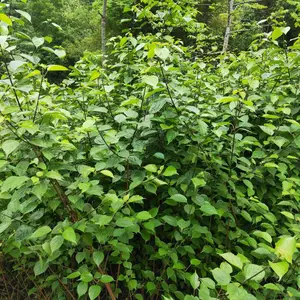观音豆腐树种苗,供应斑鸠扎豆腐树苗,出售神仙豆腐树苗